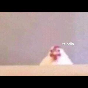 Meet your Posher, Graciela